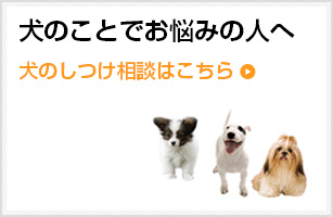 犬のことでお悩みの人へ　犬のしつけ相談はこちら